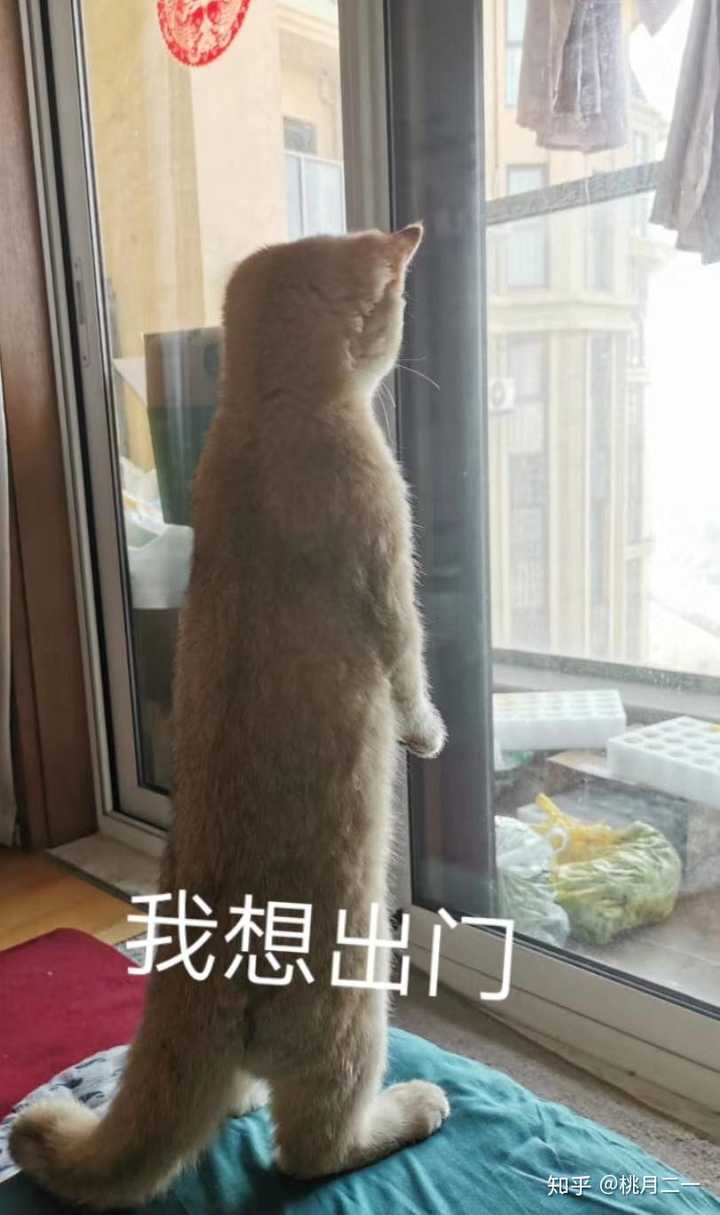 那些丢猫的人就从来没想过给猫咪装宠物定位器？ - 知乎