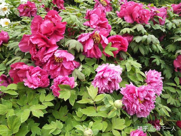 我国的国花是什么 知乎