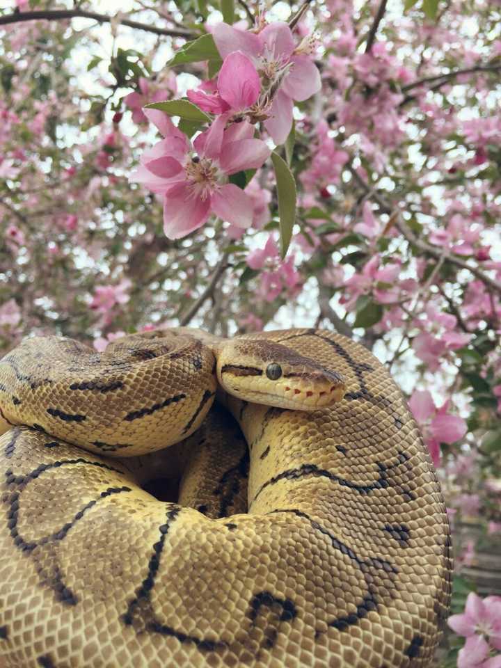 小型宠物蛇有哪些 宠物蛇品种小型 无毒小型宠物蛇美女蛇