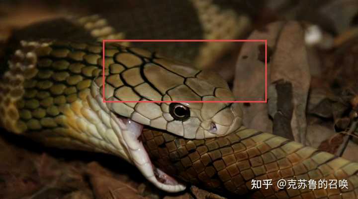 眼镜王蛇和眼镜蛇有什么区别？ - 知乎