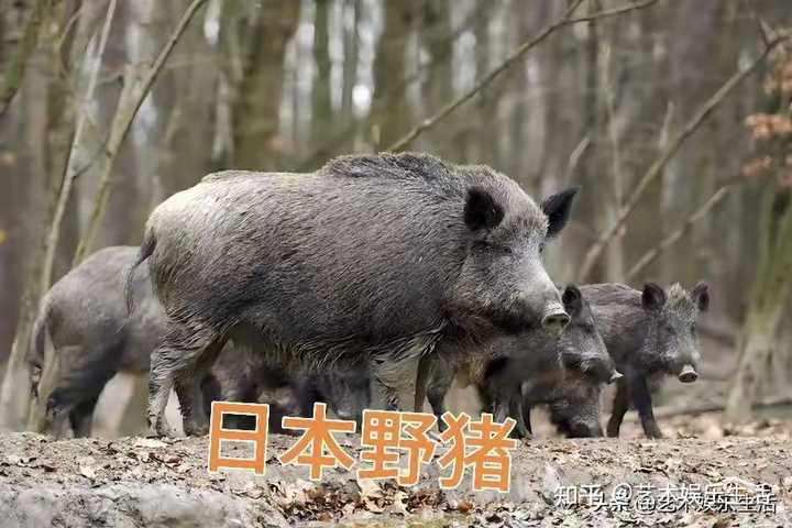 世界十大猪种是什么？各有什么特点？ 知乎 