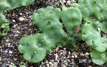 「地钱」是一种什么样的植物? - 知乎