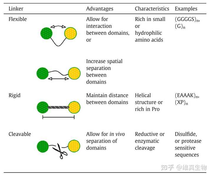 什么是融合蛋白接头Linker? - 知乎
