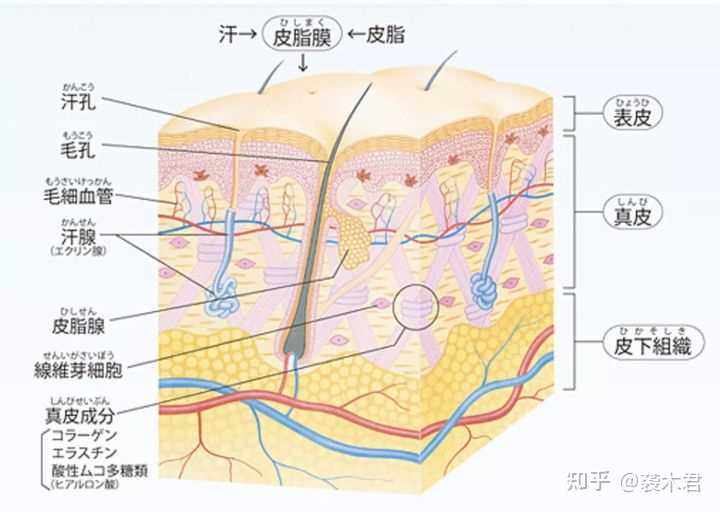 男士干燥皮肤怎么有效补水保湿？