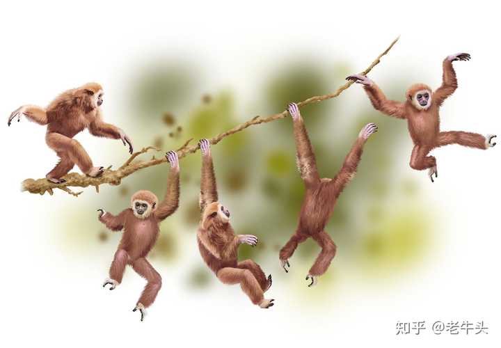 生物进化过程中,为什么只有人类选择了直立行走? - 知乎