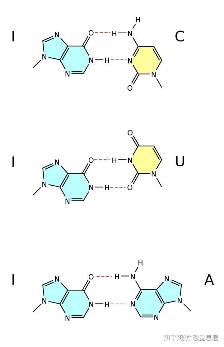 次黄嘌呤（I）为什么能同U,A,C多种碱基配对，他的配对原理是怎样的，能够形成多少氢键？ - 知乎