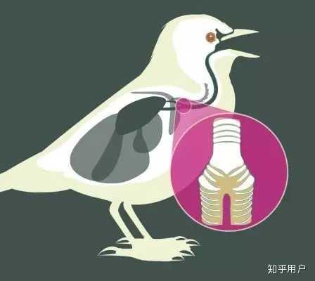 八哥鸟学语到底需不需要捻舌头啊? - 知乎