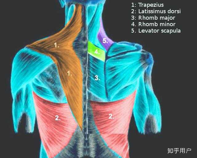 初学者怎样居家无器械训练背部肌肉? - 知乎