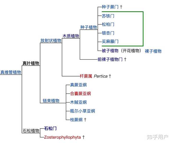 为什么不同植物类群都能演化出“树”? - 知乎