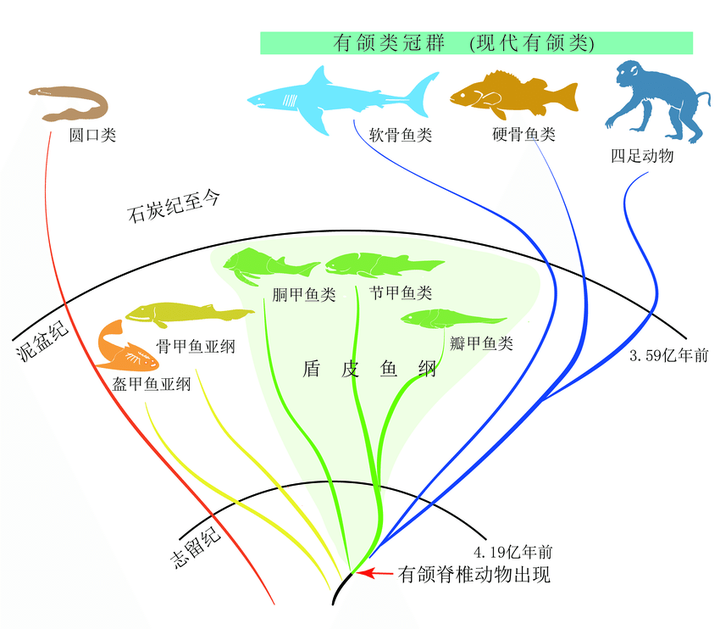 人类怎么从鱼进化而来的 五莲花开的回答 知乎