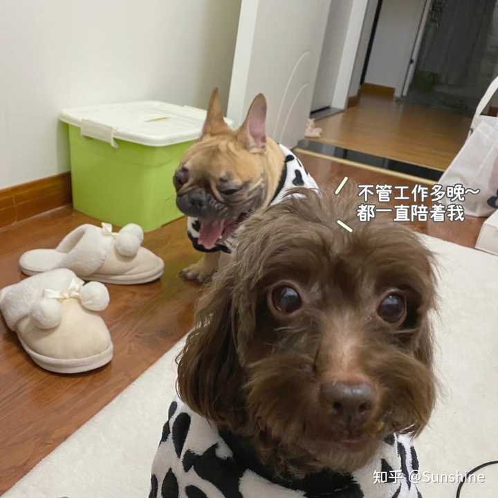 我的狗狗死了 很伤心 走不出悲伤的情绪怎么办 知乎 我的狗狗死了 很伤心 走不出悲伤的情绪怎么办 知乎