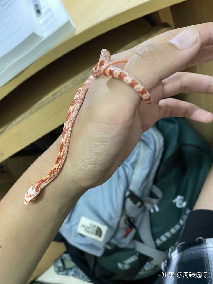 夢的意象 夢裏蛇的含義 象徵性與原始力量 每日頭條