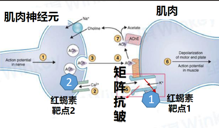 有什么好用的抗衰老的护肤品介绍