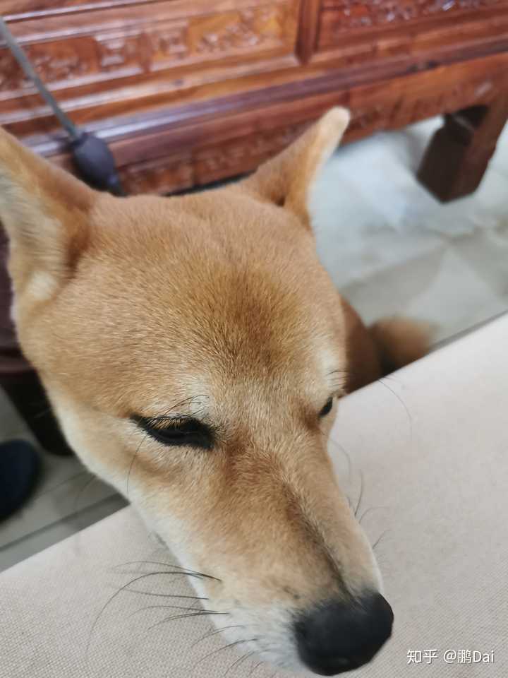 一岁的柴犬还是长得像狐狸 是不是被骗了 知乎 一岁的柴犬还是长得像狐狸 是不是被骗了 知乎