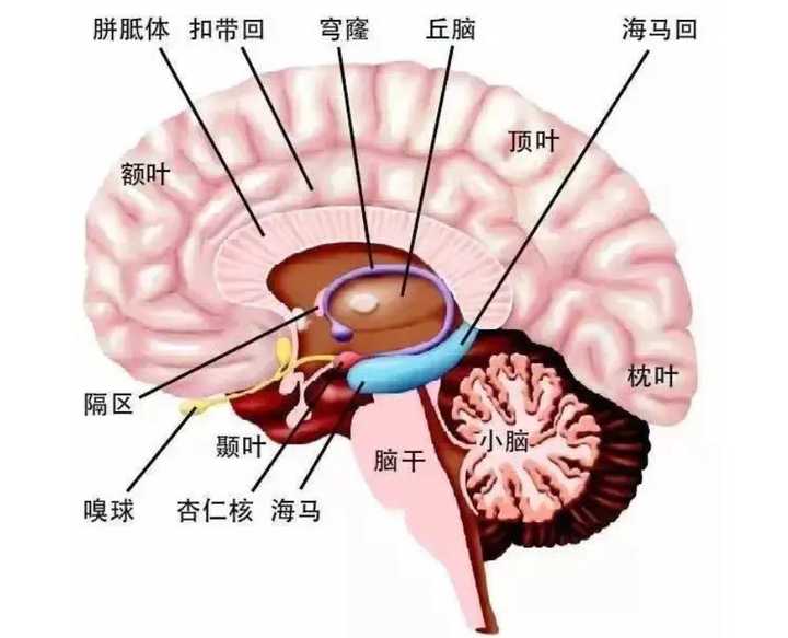 前扣带回与后扣带回功能之间有什么联系与区别? - 知乎