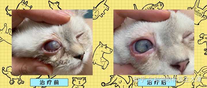 猫打架伤到眼睛了，要怎么处理？ - 知乎