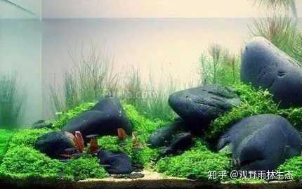 鱼缸造景 水草寿命大约是多久 知乎