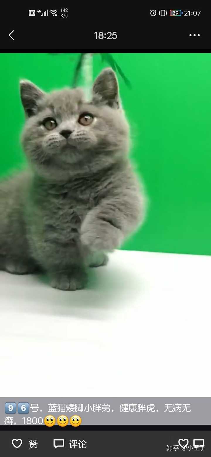 求解答矮脚猫的各个年龄段的体重标准是多少(;_;)? - 知乎