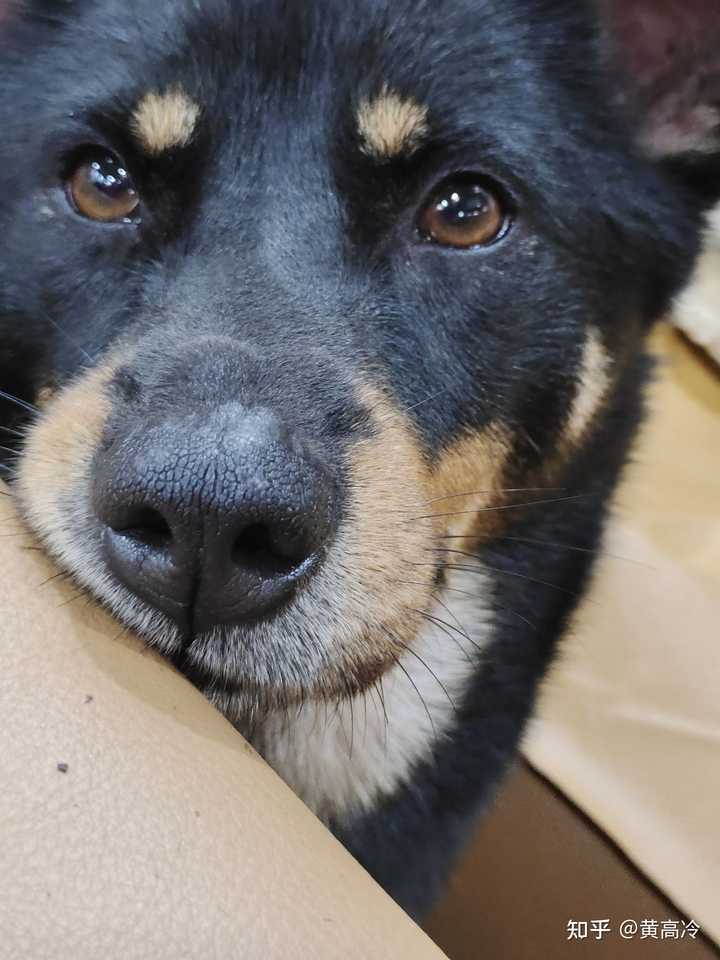 如何挑选四眼铁包金铁包银田园犬？ - 知乎