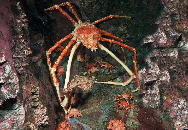 miumiu 的想法: 被称为杀人蟹的巨型蜘蛛蟹真的