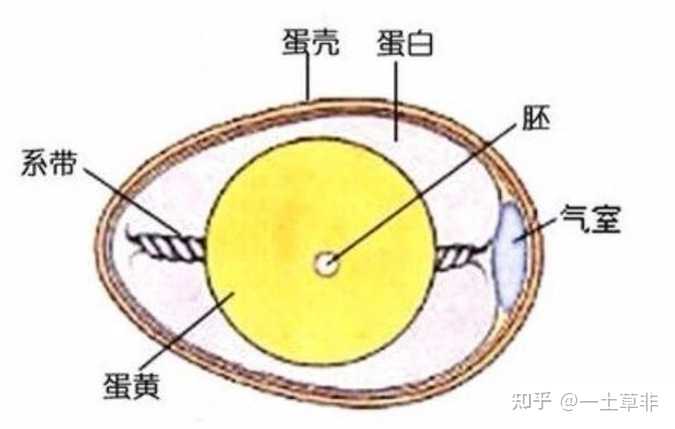鸡蛋由几个细胞组成？ - 知乎
