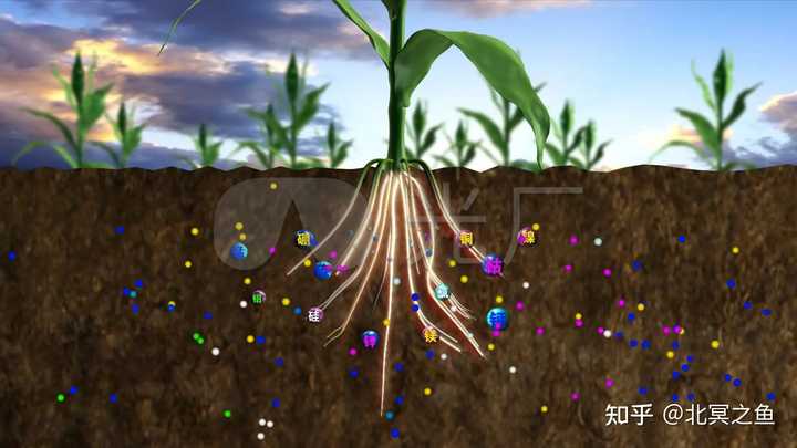 植物的根系是怎么从土壤中吸收养分的? - 知乎