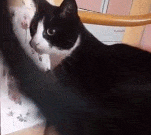 请问这是奶牛猫还是黑猫 或是别的什么猫 知乎