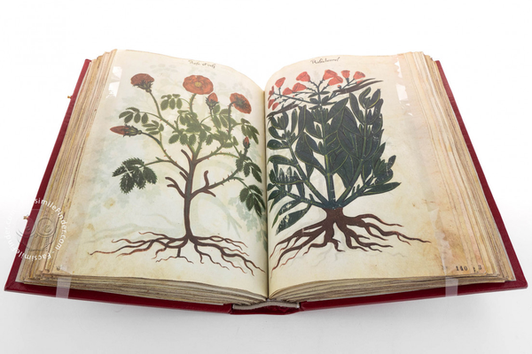 木乃伊入药的风气持续了八百年，欧洲人为什么会把木乃伊磨成粉当药，这种离谱的疗法到底是怎么流行起来的？