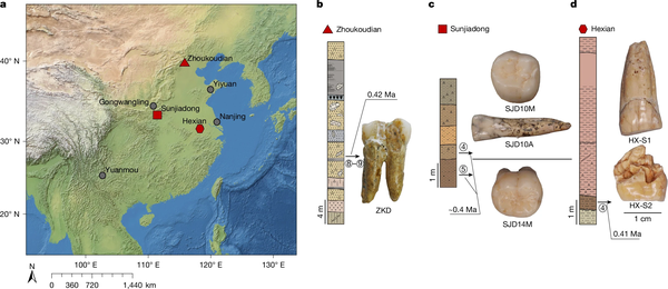 付巧妹团队再发 Nature ，从牙齿化石中获得中国直立人遗传特征，如何理解这一研究的意义？