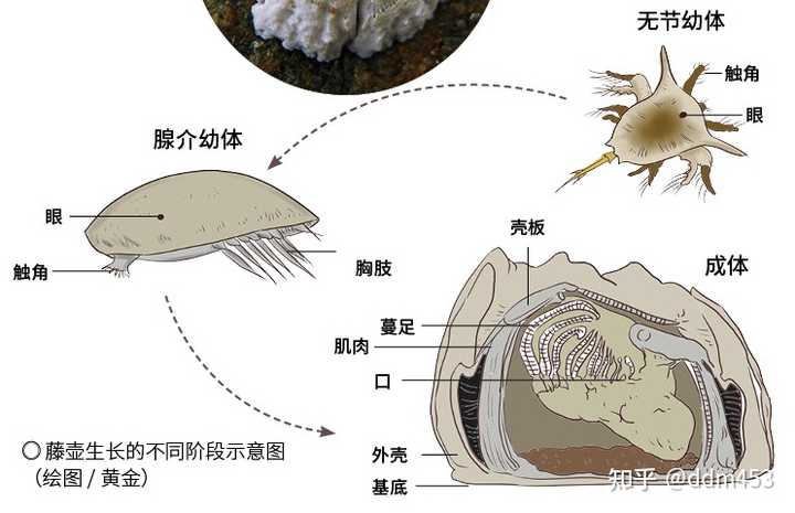 藤壶是一种什么样的生物？ - 知乎