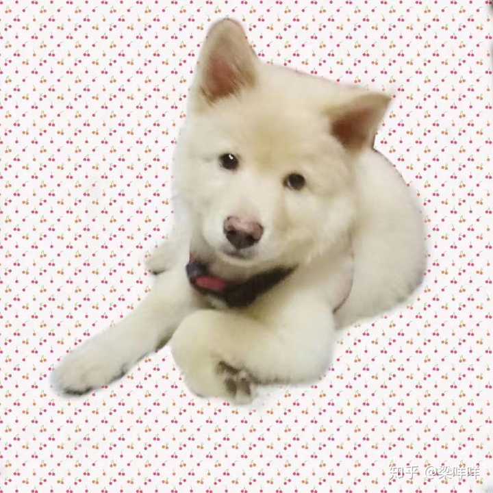 土松狮是土狗中最有希望成为国产翘楚的,为什么知道它的人寥寥无几? - 知乎