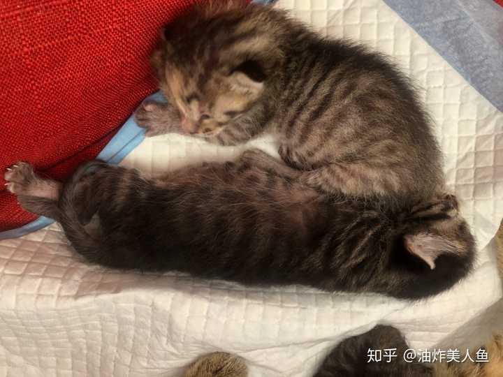 怎样给猫接生 知乎 怎样给猫接生 知乎