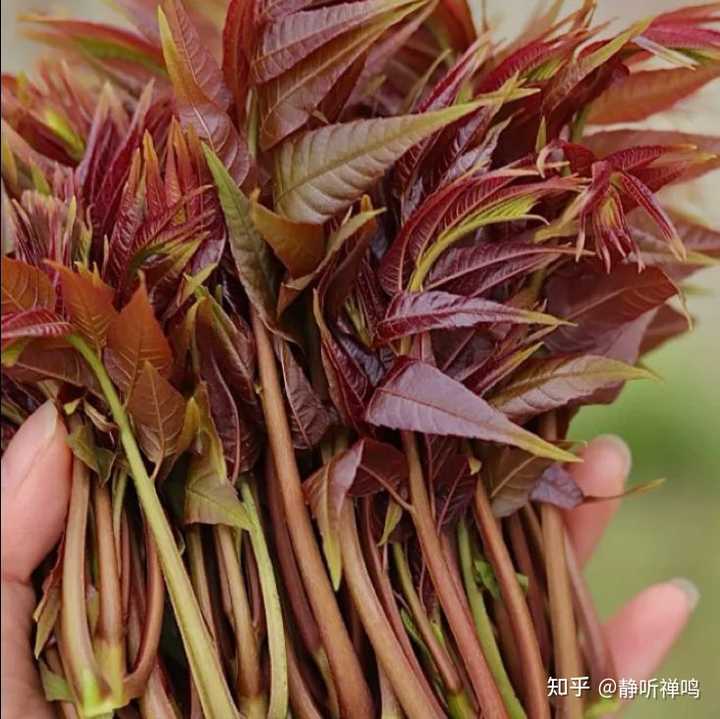 有人讲咬一口春天，是细品鲜嫩春芽对吗? - 知乎