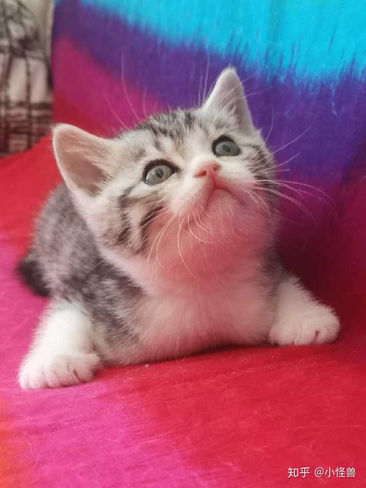 如何区分狸花猫和美国短毛猫 知乎 如何区分狸花猫和美国短毛猫 知乎