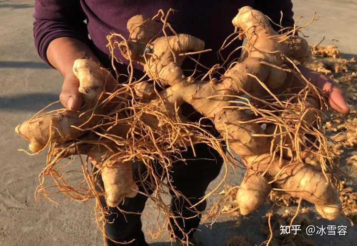 如何鉴别黄精的生长年份?一根黄精到底长了多少年? - 知乎