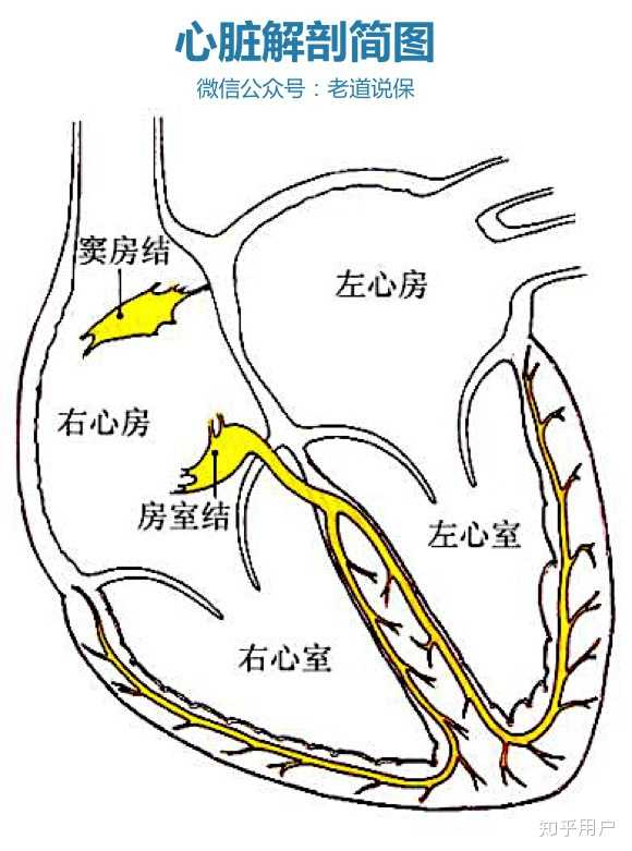 请问室性早搏，次数一天6000+，有二三连律，有什么重疾险可以投保吗？ - 知乎