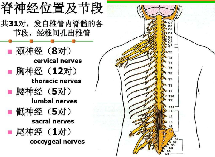 郭三糕 的想法: 颈椎病可以恢复吗? - 知乎