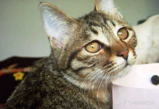 狸花猫在国外真的很贵吗？ - 知乎