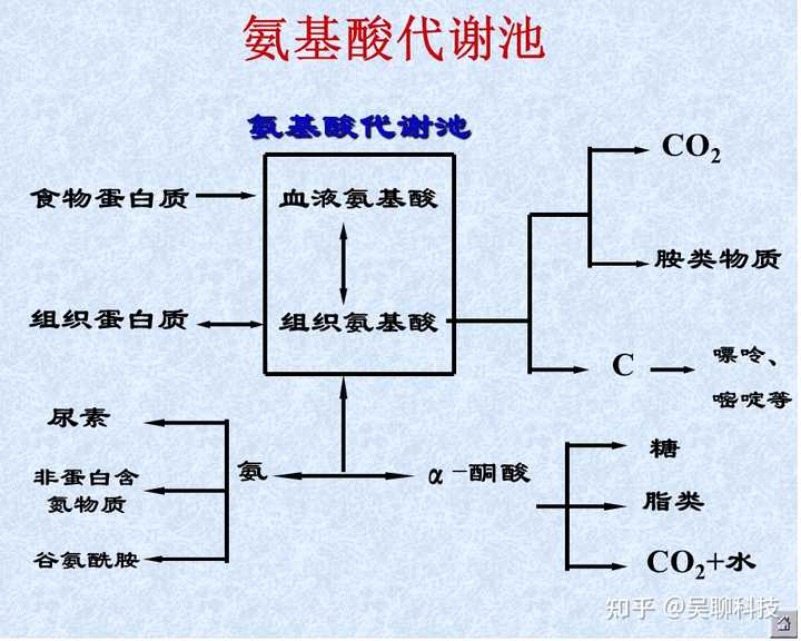 人体代谢更新后的氨基酸会被回收吗？ - 知乎