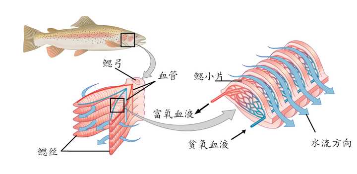 当孩子问 鱼儿用什么呼吸 该如何回答 知乎