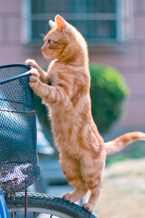 你见过最好看的橘猫长什么样？ - 知乎