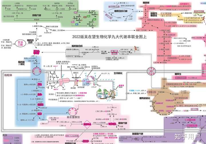 人体的脂质代谢是怎么个流程? - 知乎