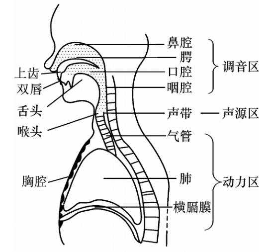 如何让说话的声音变得好听 知乎