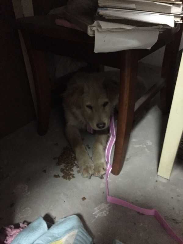 你什么时候被狗的智商震惊了 知乎 你什么时候被狗的智商震惊了 知乎