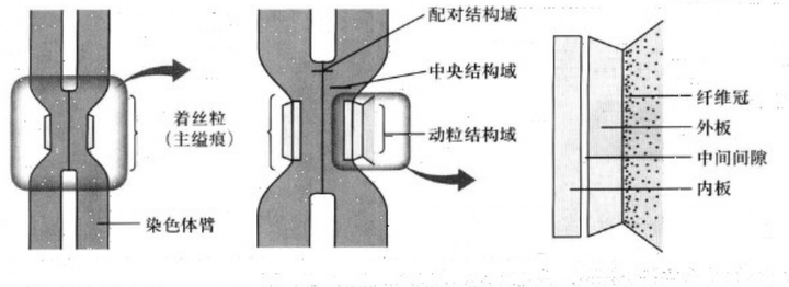 高中生物,如何区分着丝粒和着丝点? - 知乎
