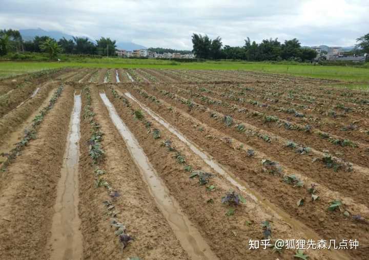 中国古代农业的耕作方式是什么?刀耕火种、精耕细作、集体劳作、个体农耕这些概念之间又是什么关系? - 知乎