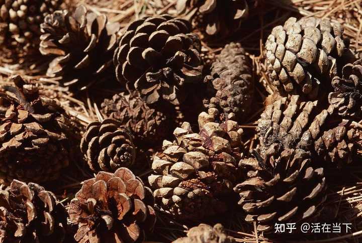 松果和橡果是一个东西吗？ - 知乎