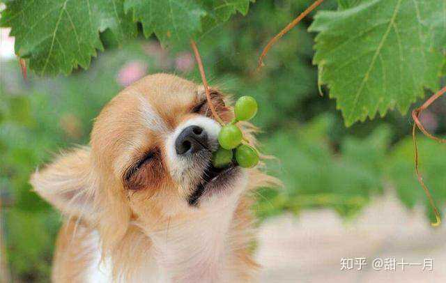 狗狗吃了葡萄 会有什么不良后果 立夏的回答 知乎