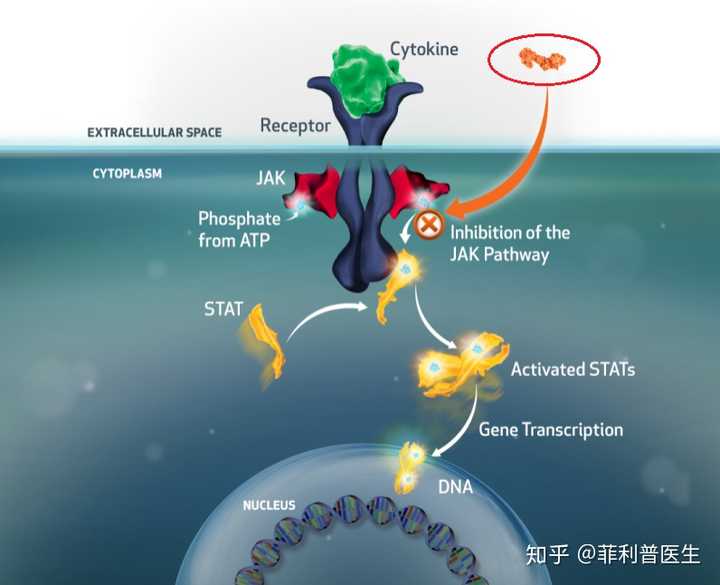 疫细胞增殖、分化的作用，同时对其他正常细胞的影响比传统dmards更小[6]。某种靶向jak抑制剂阻