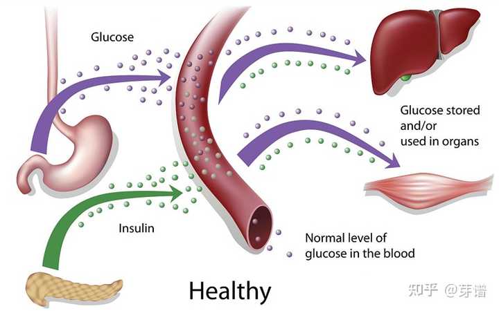 胰岛素脂肪简略聚积的元凶是甚么？奈何样吃才瘦弱？
